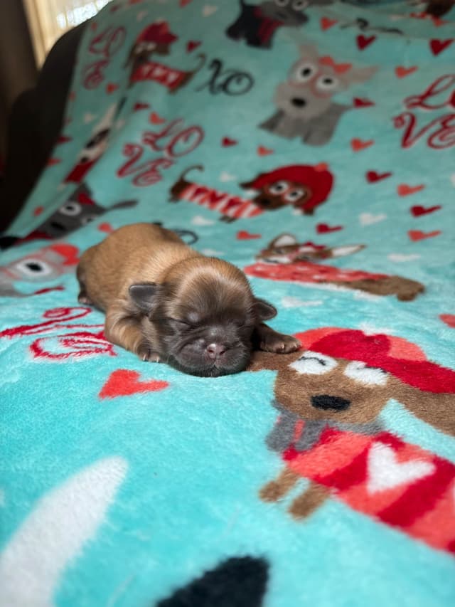 Shih Tzu Puppies media 12