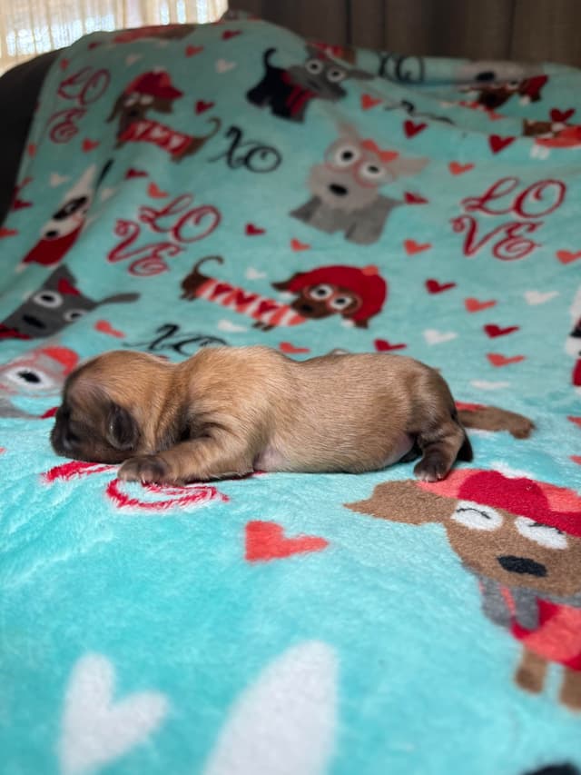 Shih Tzu Puppies media 14