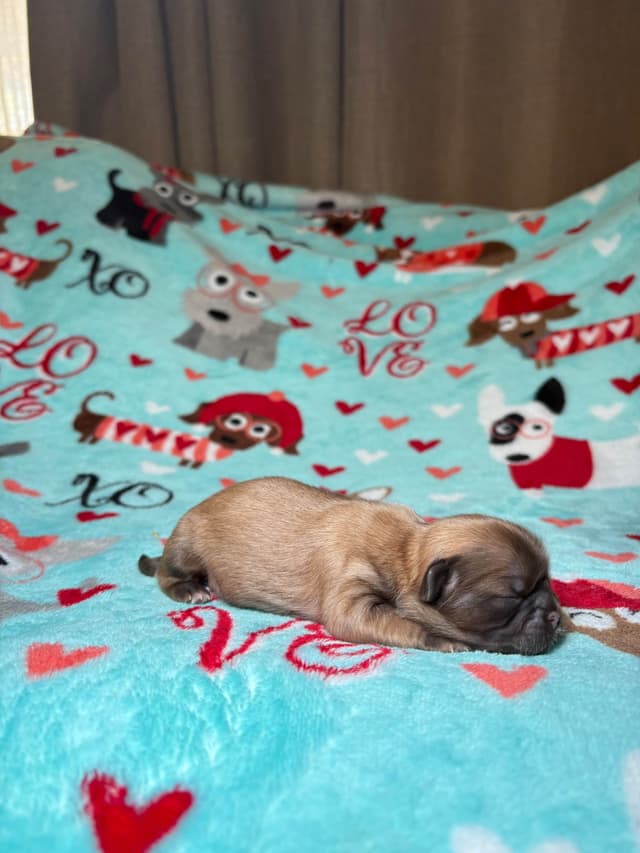 Shih Tzu Puppies media 15