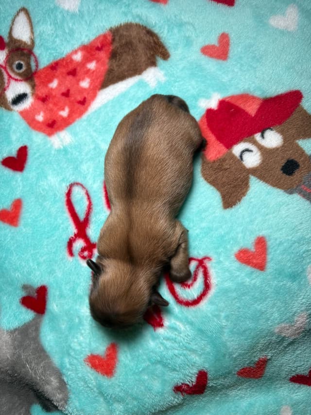 Shih Tzu Puppies media 16