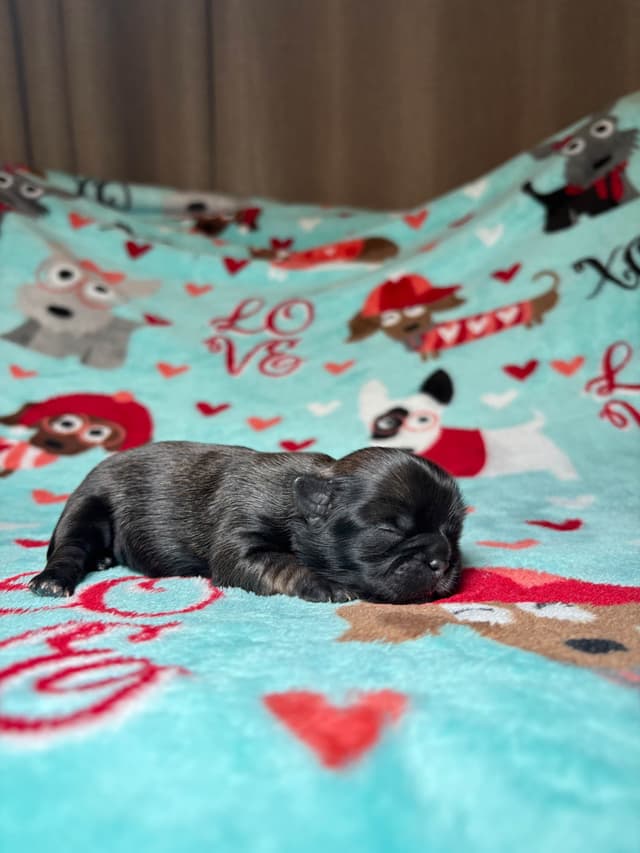 Shih Tzu Puppies media 17
