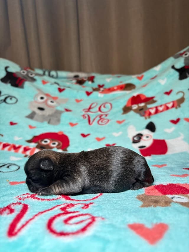 Shih Tzu Puppies media 18