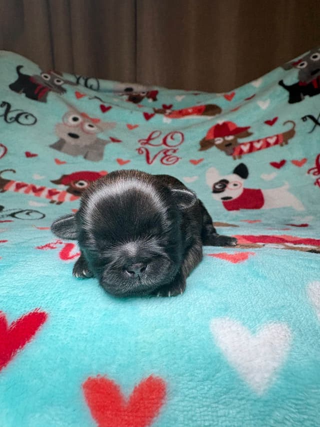 Shih Tzu Puppies media 19