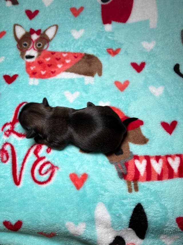 Shih Tzu Puppies media 20