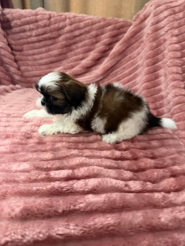 Shih Tzu Puppies media 7