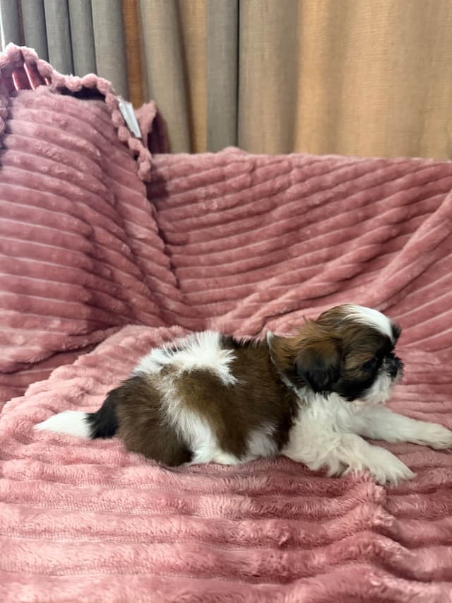 Shih Tzu Puppies media 6
