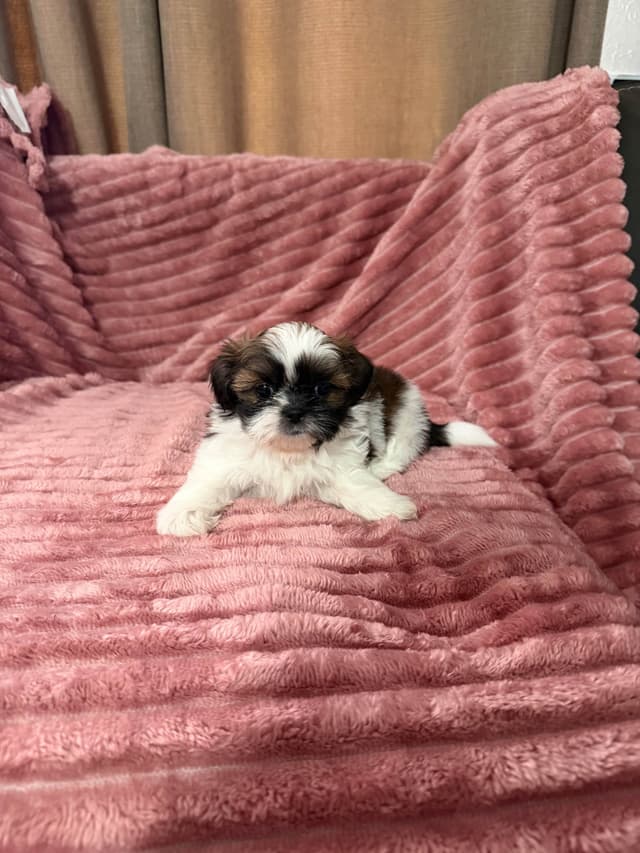 Shih Tzu Puppies media 8