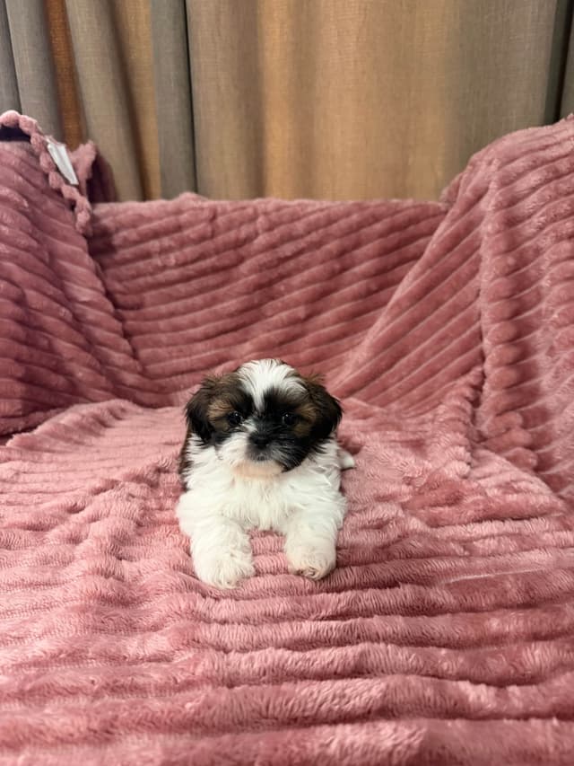 Shih Tzu Puppies media 5