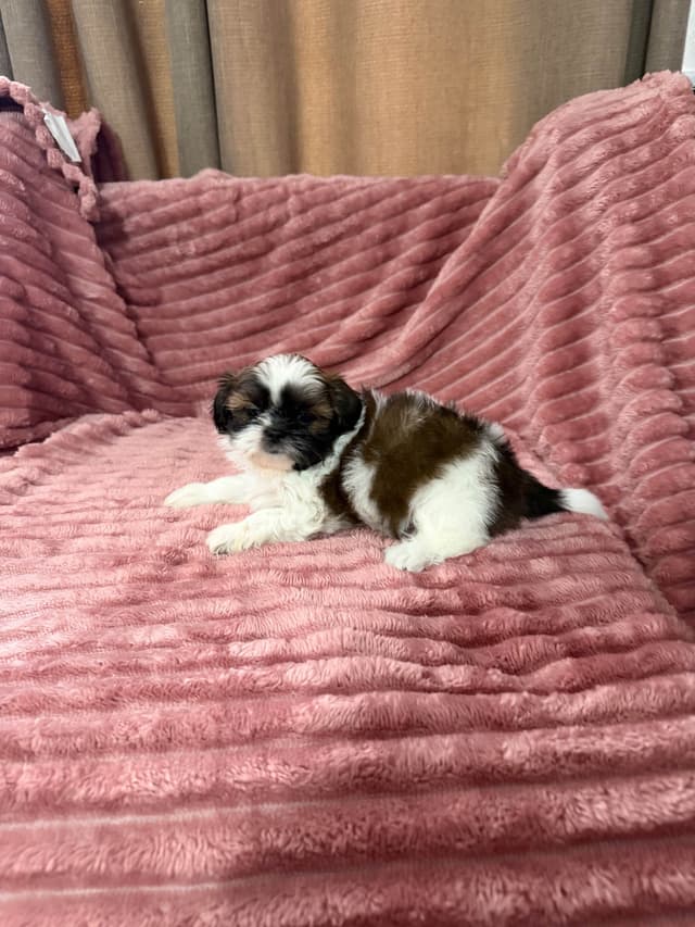 Shih Tzu Puppies media 9