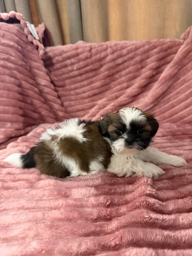 Shih Tzu Puppies media 10
