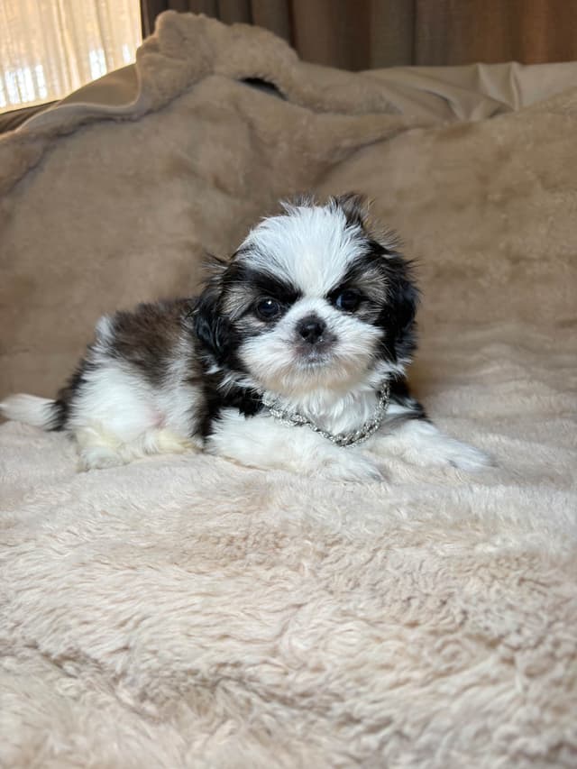 Shih Tzu Puppies media 2