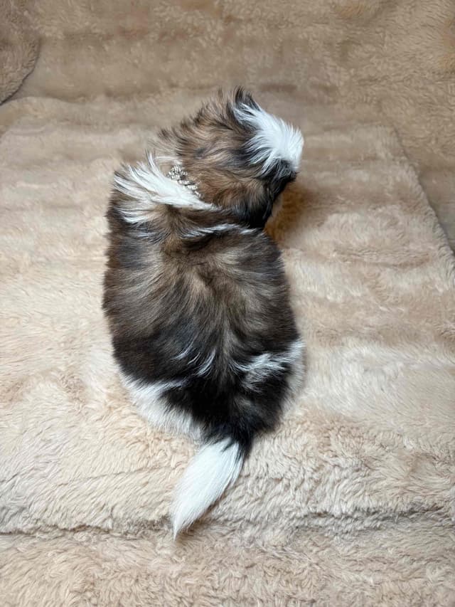 Shih Tzu Puppies media 4