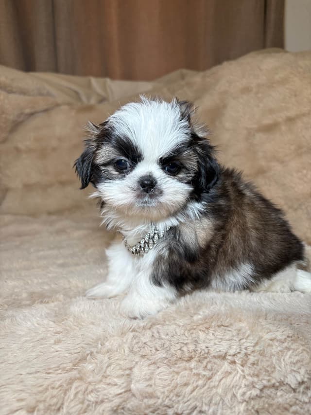 Shih Tzu Puppies media 3