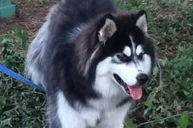 Siberian Husky Puppies breeder image 1