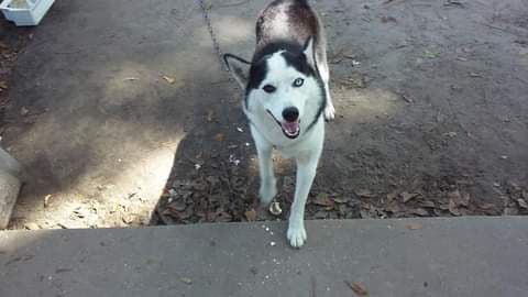 Siberian Husky Puppies breeder image 3