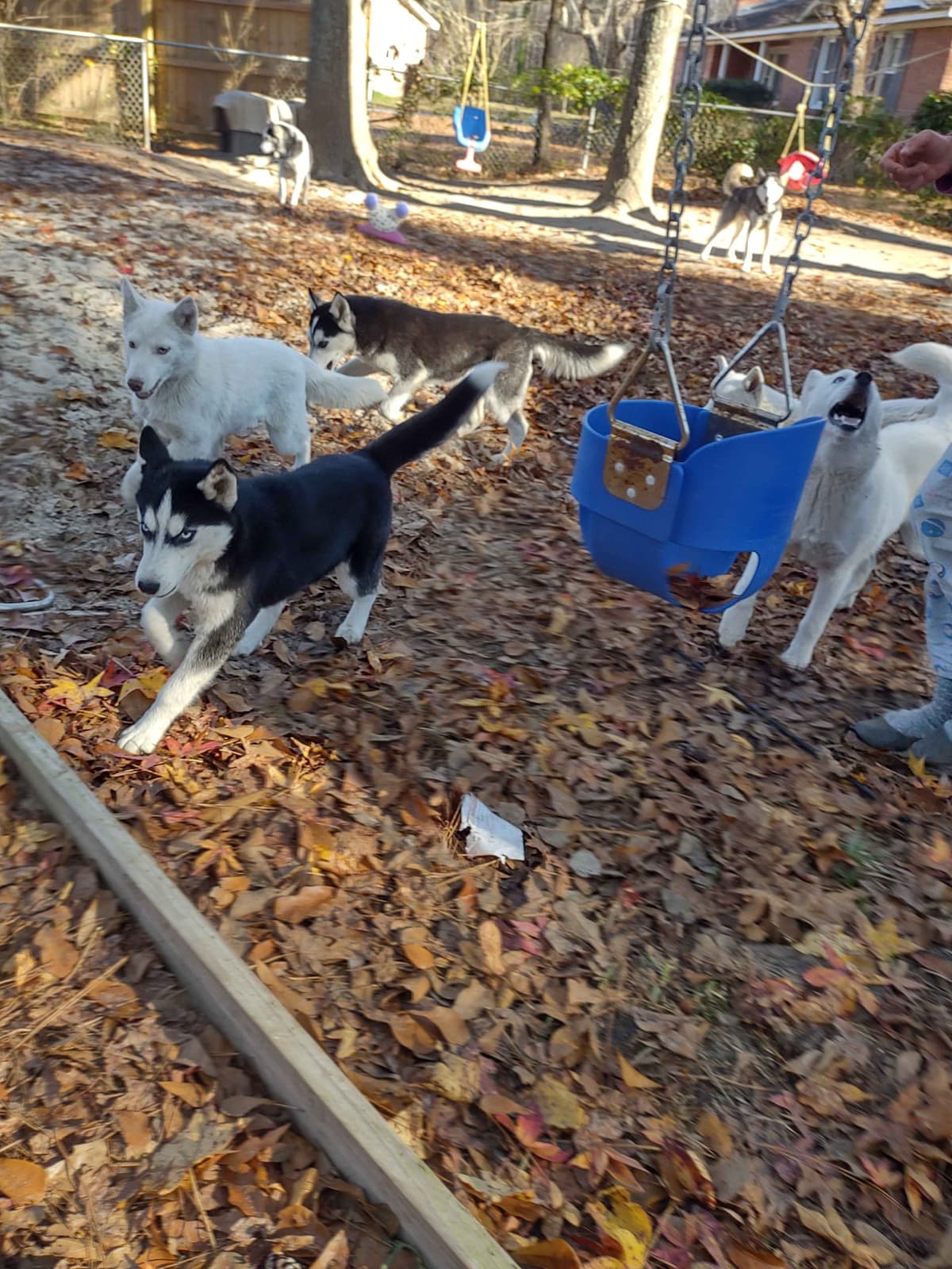 Siberian Husky Puppies breeder image 5