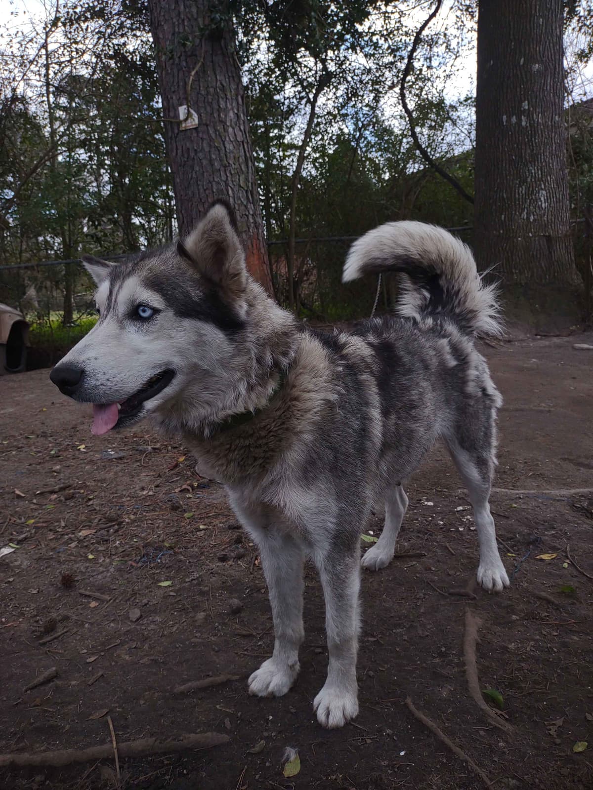 Siberian Husky Puppies breeder image 6