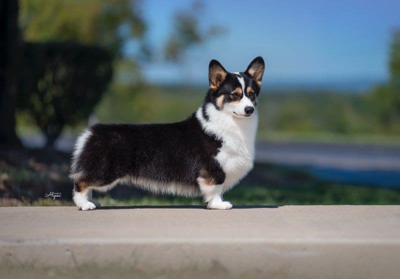 Pembroke Welsh Corgi Puppies breeder image 1