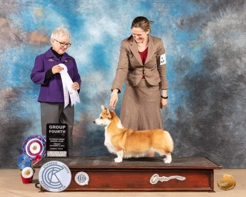 Pembroke Welsh Corgi Puppies breeder image 2