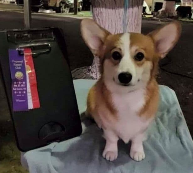 Pembroke Welsh Corgi Puppies breeder image 6