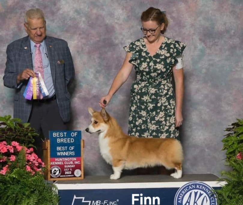 Pembroke Welsh Corgi Puppies breeder image 4