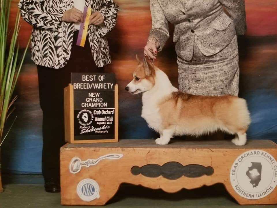 Pembroke Welsh Corgi Puppies breeder image 8