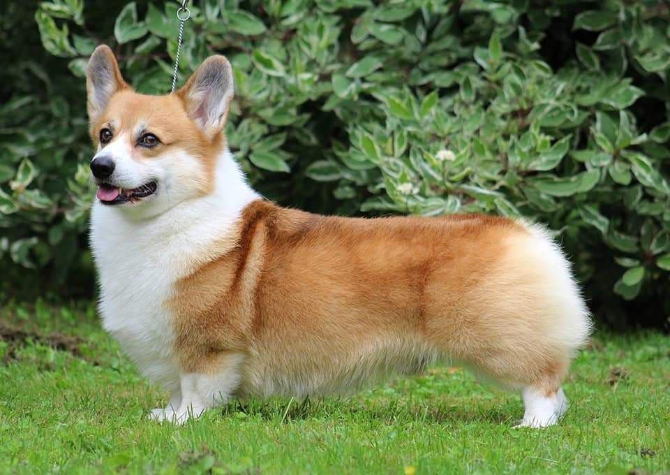 Pembroke Welsh Corgi Puppies breeder image 16