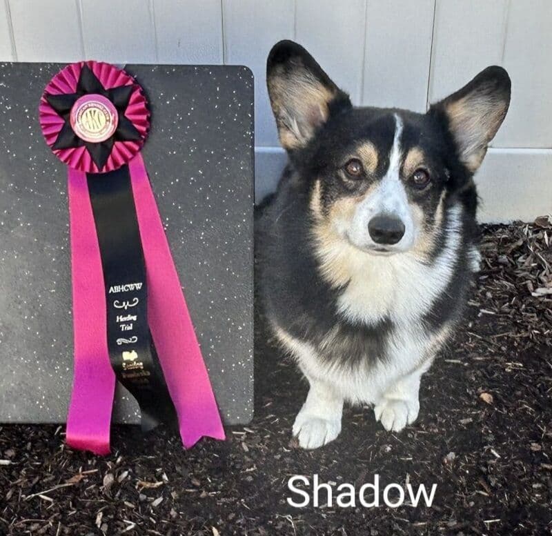 Pembroke Welsh Corgi Puppies breeder image 7
