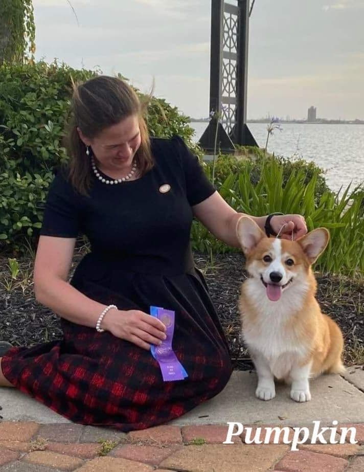Pembroke Welsh Corgi Puppies breeder image 9