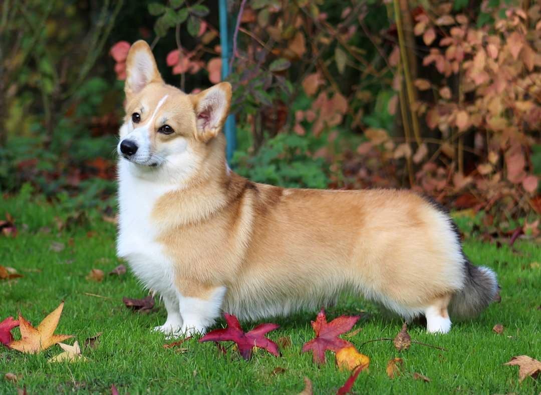 Pembroke Welsh Corgi Puppies breeder image 11