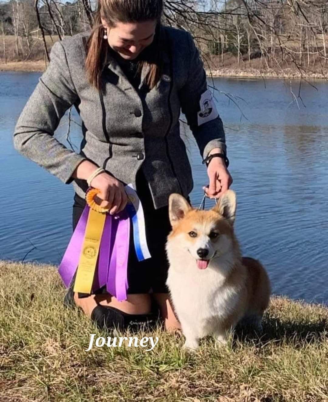 Pembroke Welsh Corgi Puppies breeder image 17