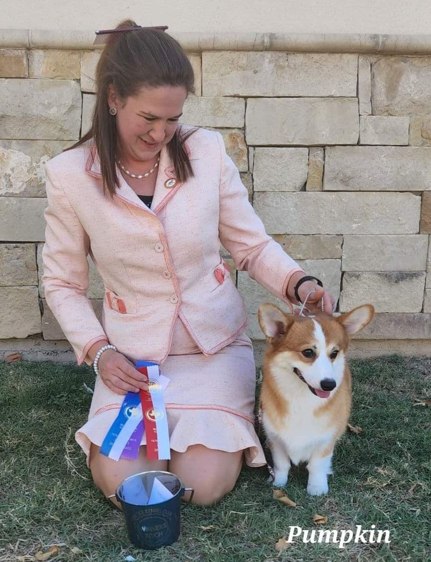 Pembroke Welsh Corgi Puppies breeder image 15