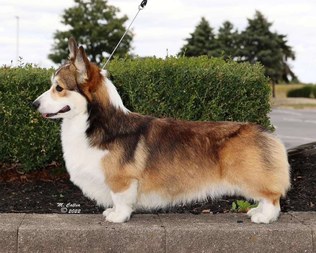 Pembroke Welsh Corgi Puppies breeder image 12