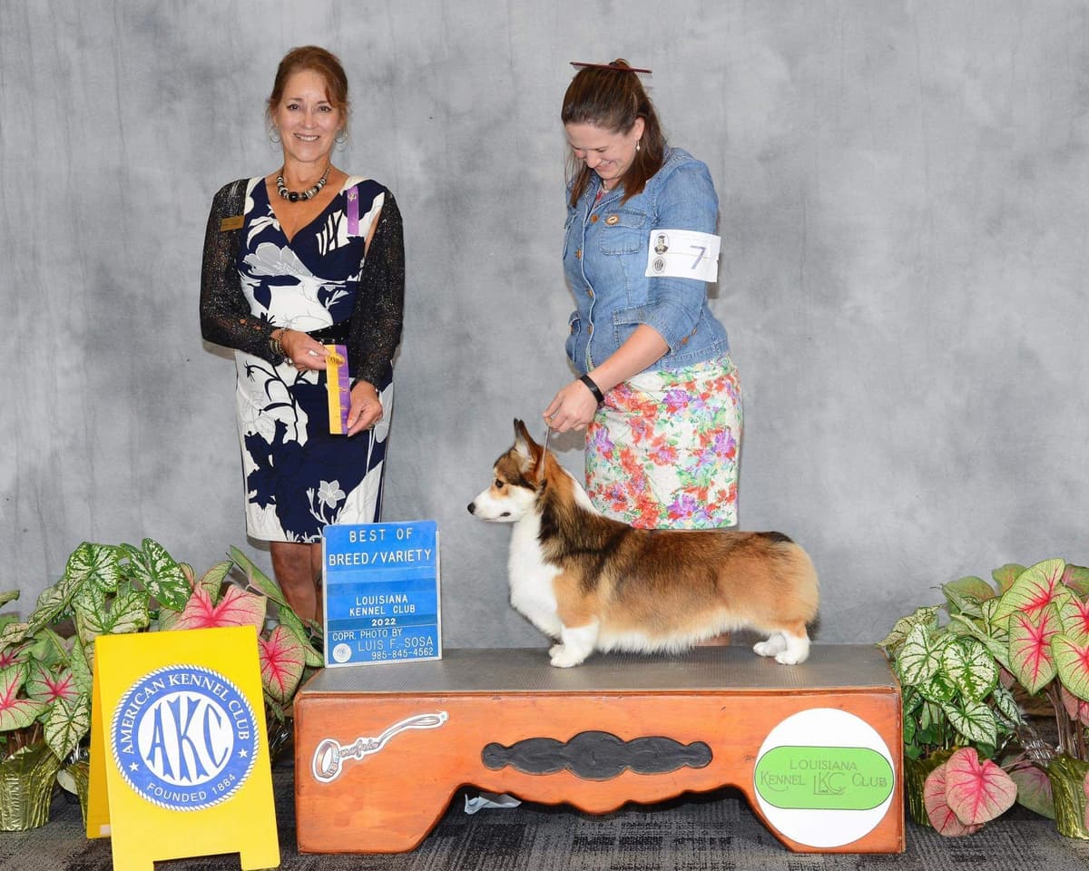 Pembroke Welsh Corgi Puppies breeder image 21