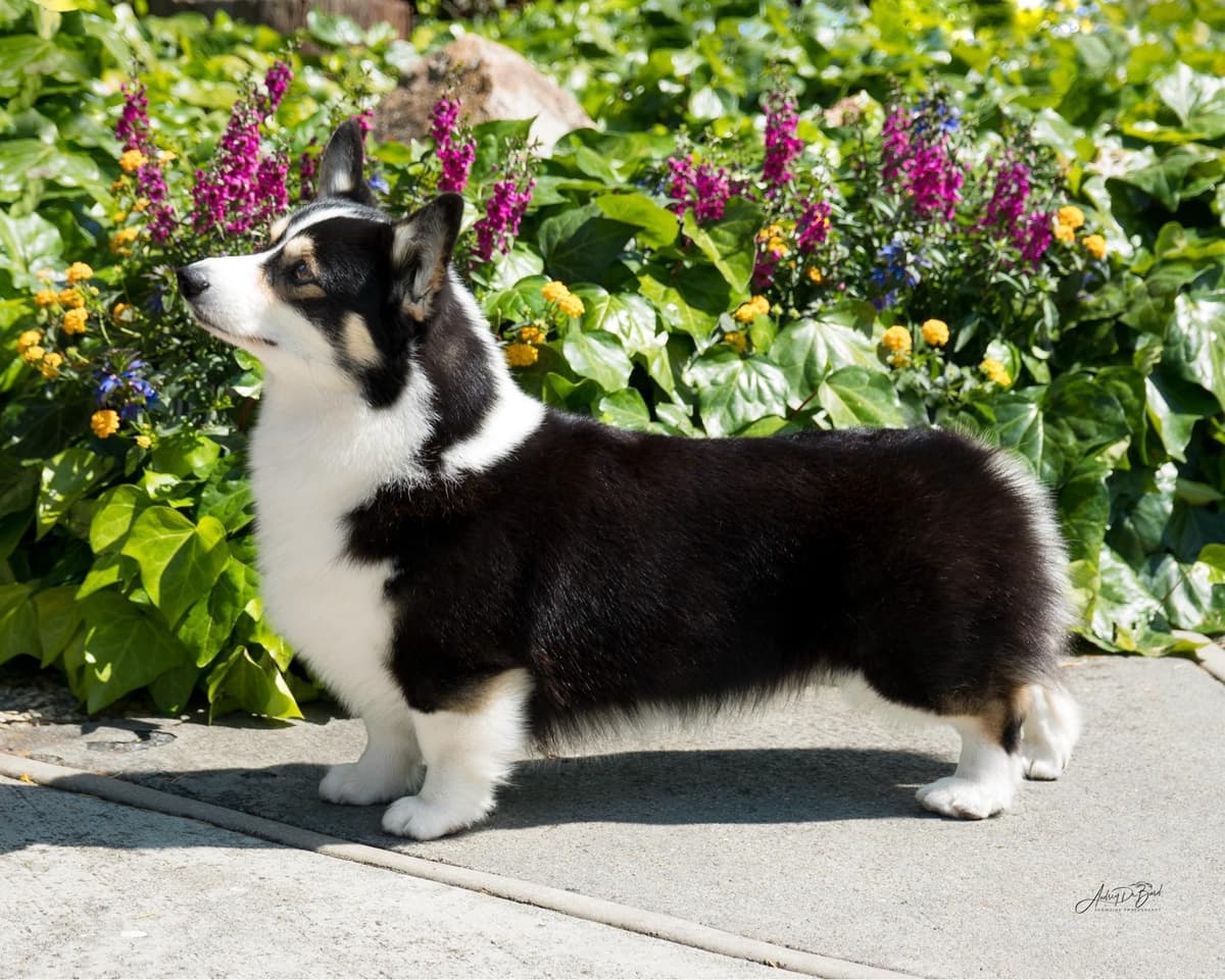 Pembroke Welsh Corgi Puppies breeder image 20