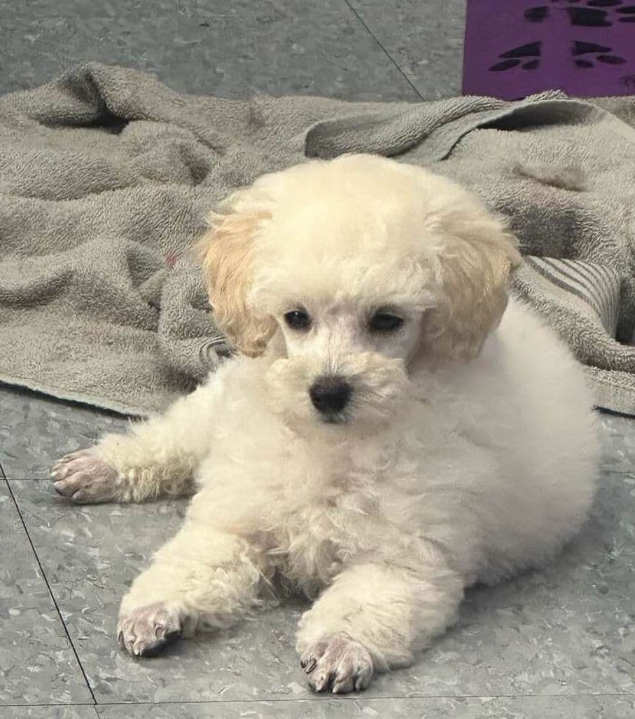 Poodle Puppies breeder image 2