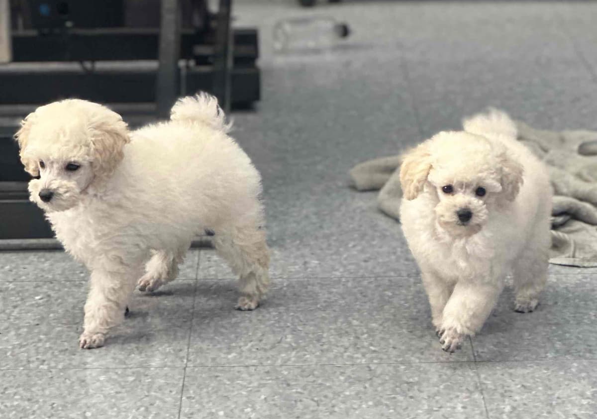 Poodle Puppies breeder image 1
