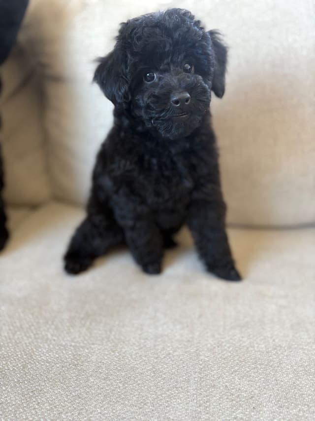 Poodle Puppies media 2