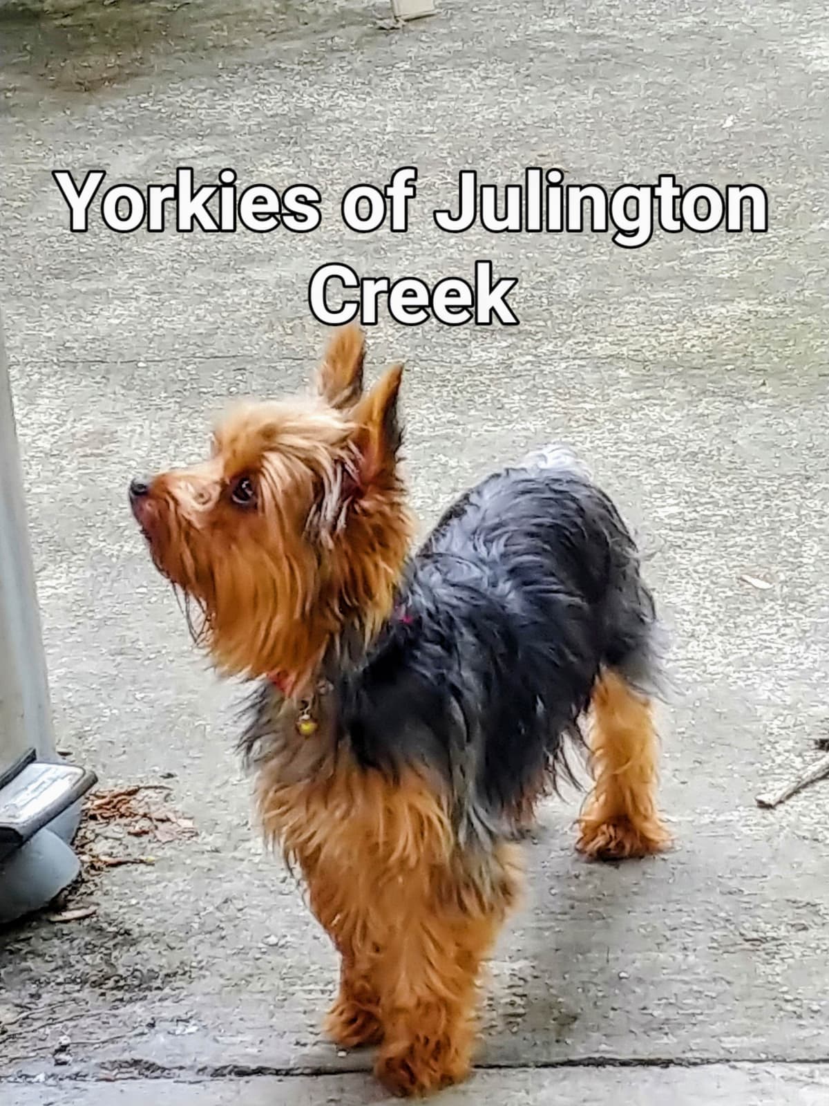 Yorkshire Terrier Puppies breeder image 1