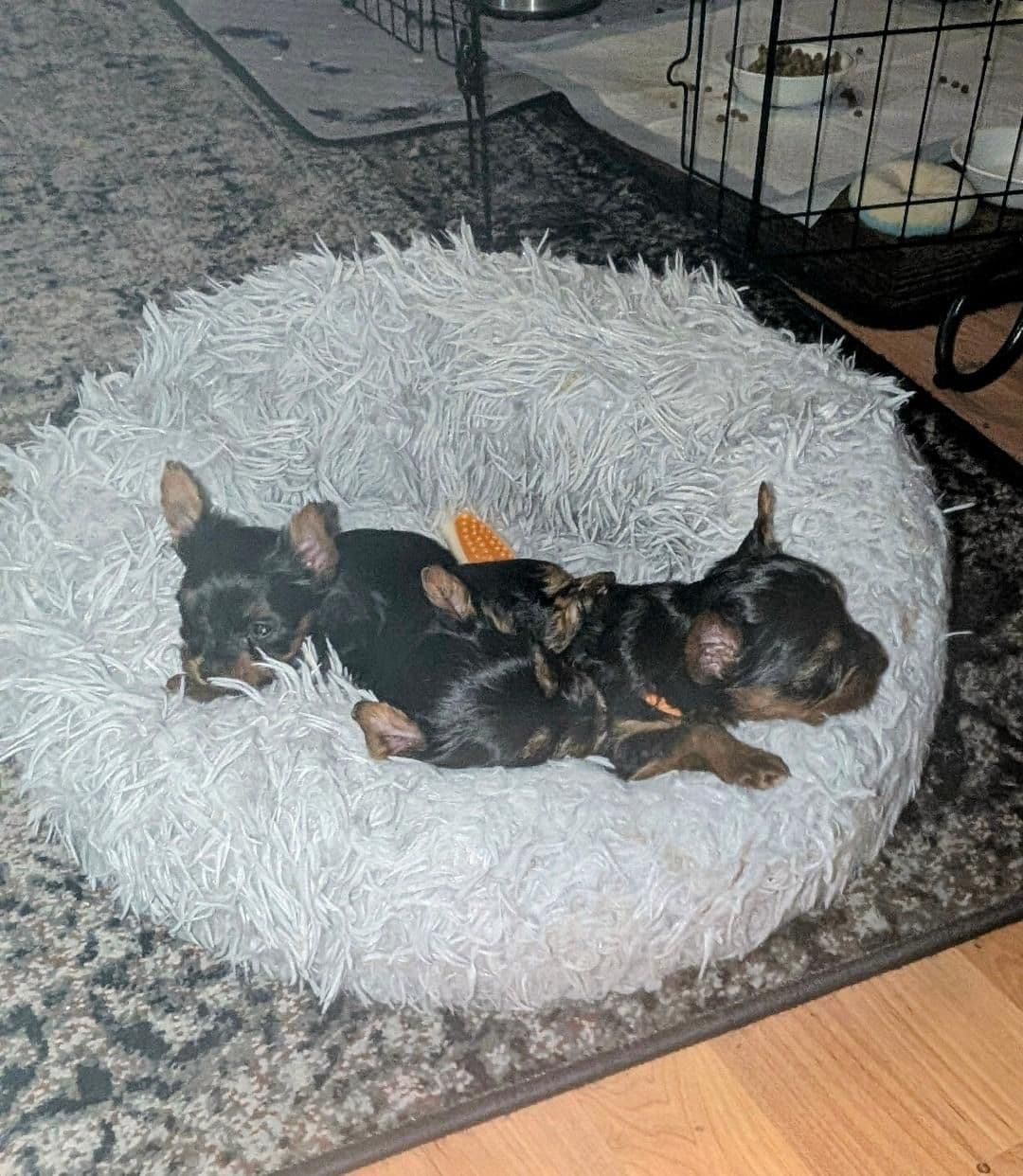 Yorkshire Terrier Puppies breeder image 4