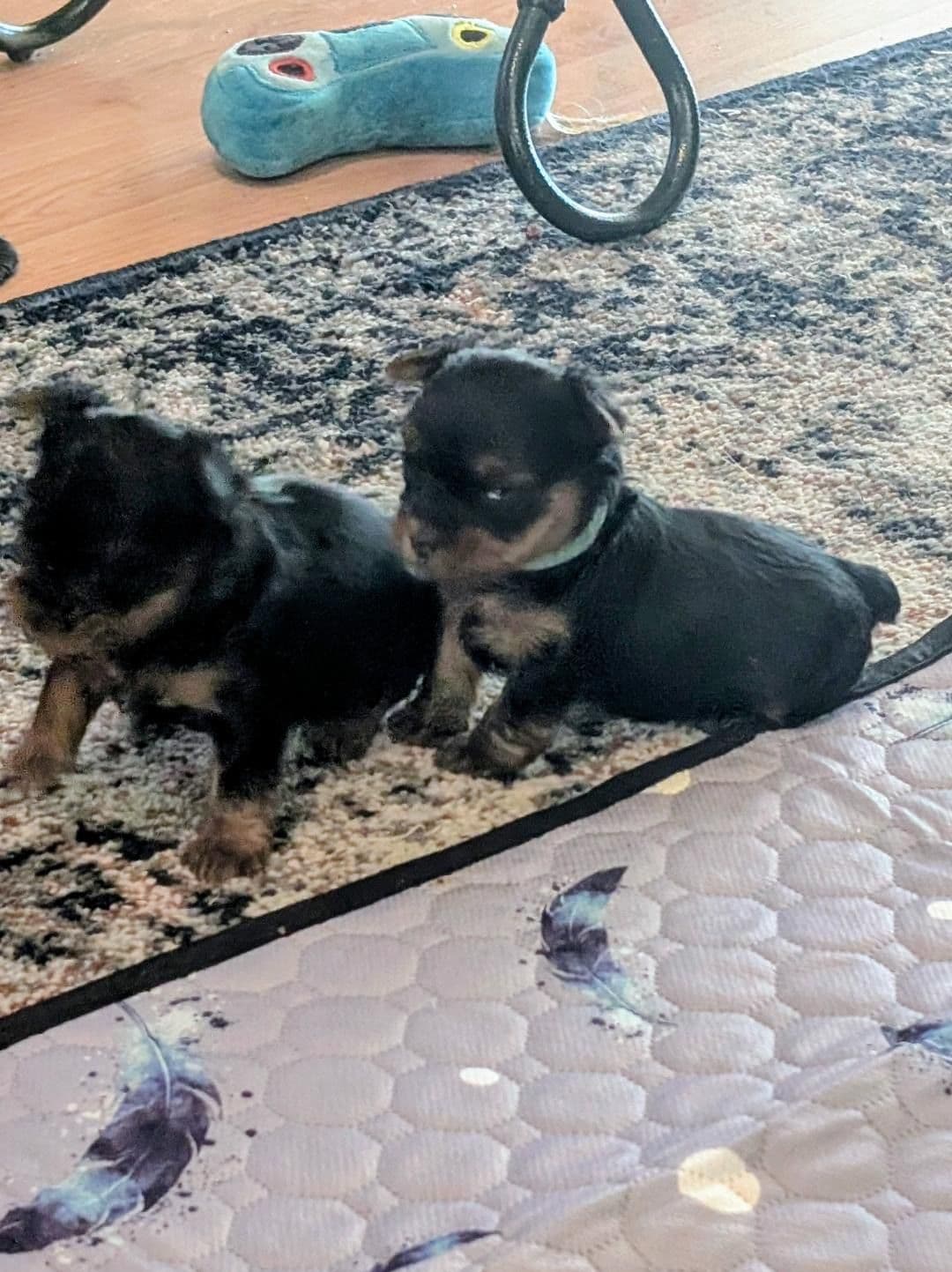 Yorkshire Terrier Puppies breeder image 5