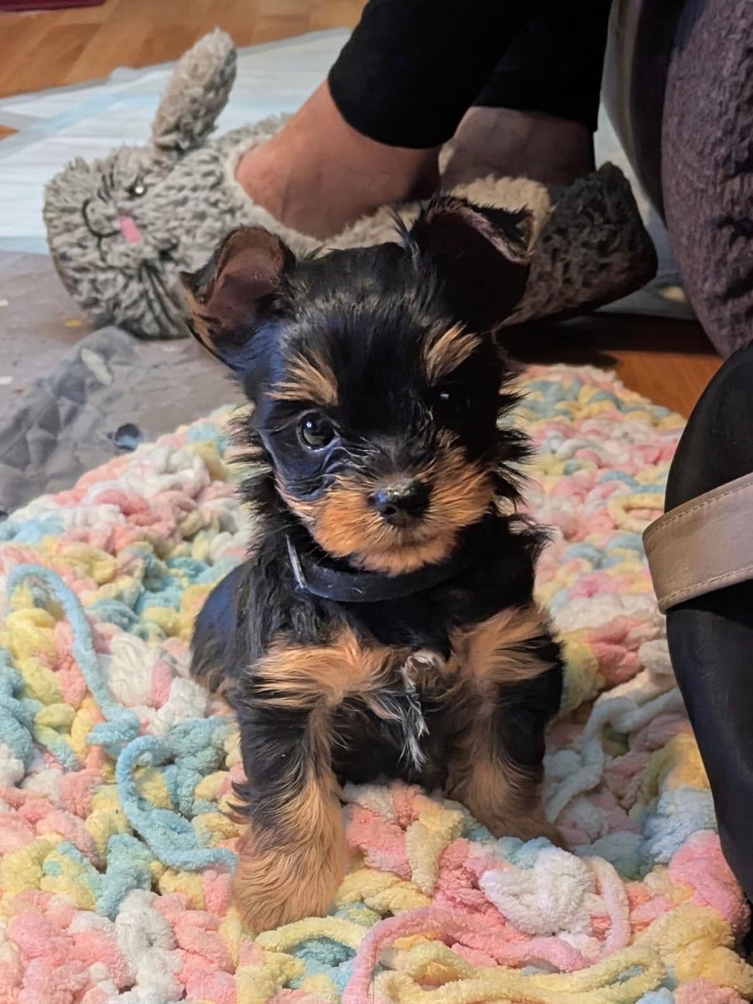 Yorkshire Terrier Puppies breeder image 7