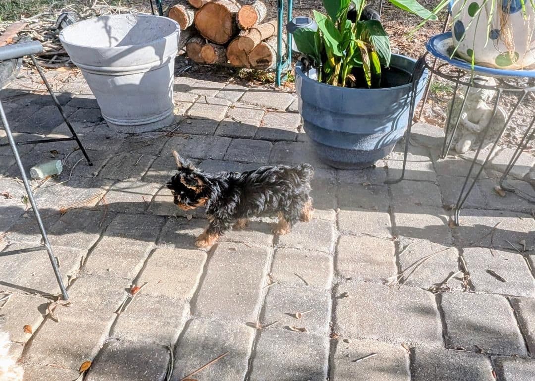 Yorkshire Terrier Puppies breeder image 8