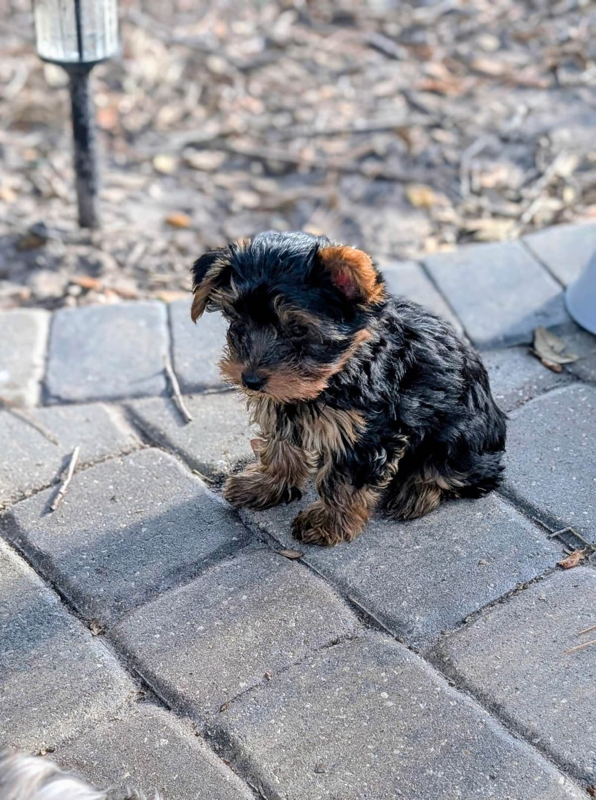 Yorkshire Terrier Puppies breeder image 9
