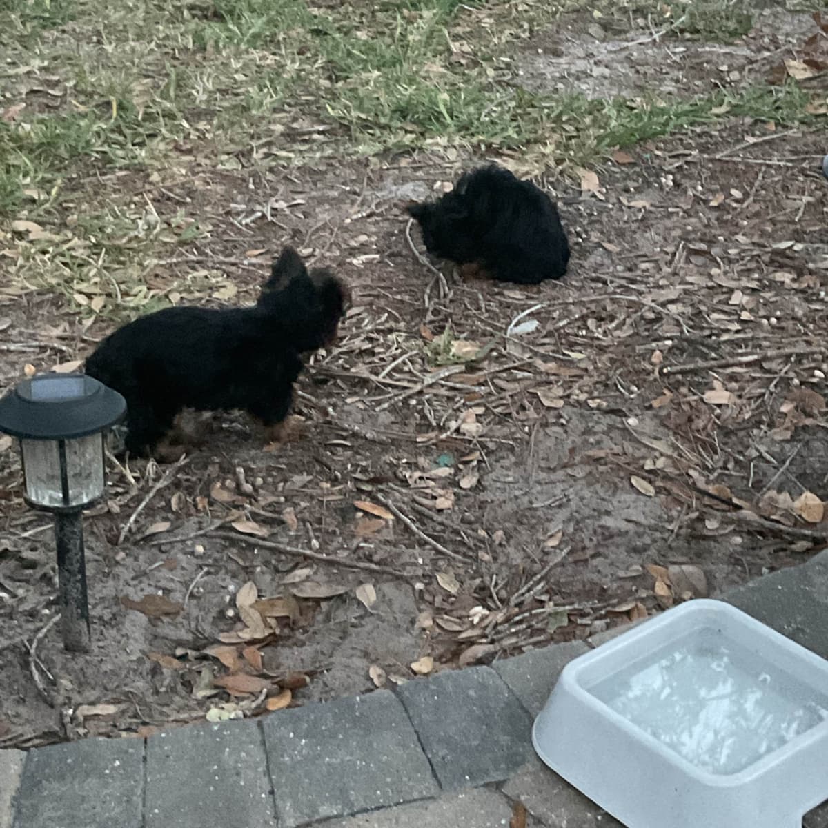 Yorkshire Terrier Puppies breeder image 10