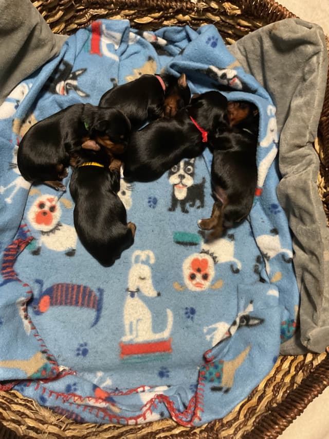 Yorkshire Terrier Puppies media 3