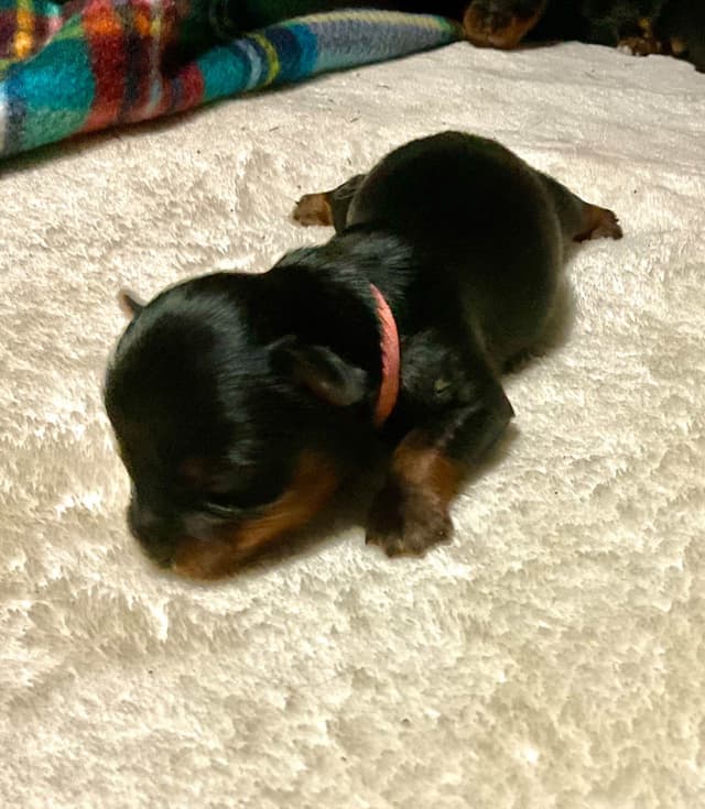 Yorkshire Terrier Puppies media 6