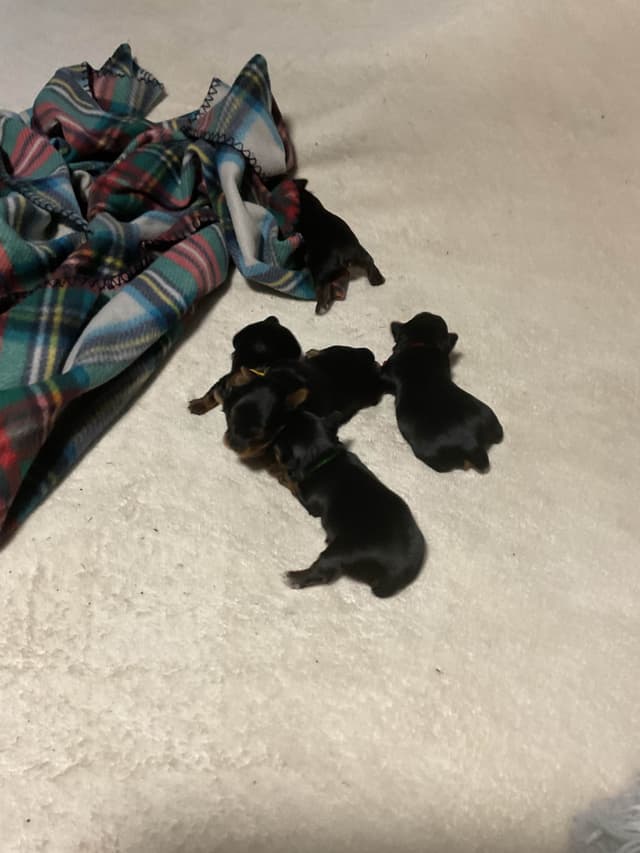 Yorkshire Terrier Puppies media 8