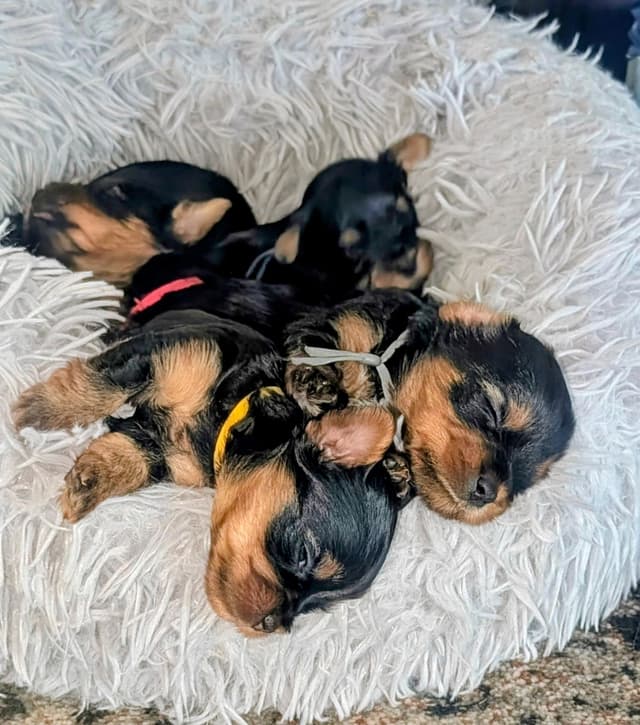 Yorkshire Terrier Puppies media 7