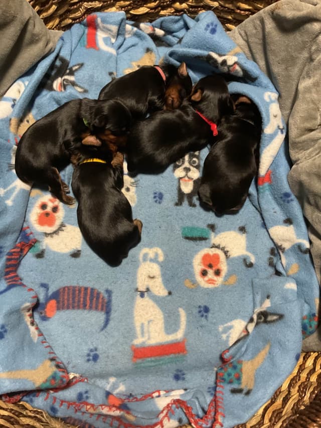 Yorkshire Terrier Puppies media 9